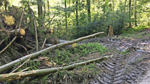 Bäume werden wegen Borkenkäferbefall abgeholzt
