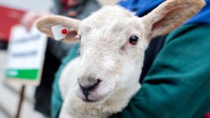 Einem Schäfer in Ostfildern ist ein Lamm gestohlen worden. Foto: dpa