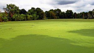 Vom Wasser ist nicht mehr viel zu sehen. Der  Baggersee ist im Sommer flächendeckend mit der Wasserlinse bedeckt. Foto: Frank Wittmer