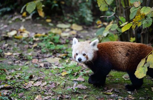 Der Rote Panda flüchtete aus einem Zoo. (Symbolbild) Foto: imago images/Pixsell/Sandra Simunovic