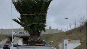 Anhänger mit  fast fünf Meter hoher Palme löst Stau vor Tunnel aus