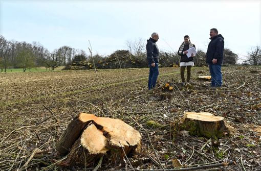 Der Stein des Anstoßes Nahe dem Wasserkraftwerk in Pleidelsheim   sind 50 Bäume radikal abgeholzt worden. Foto: Werner Kuhnle