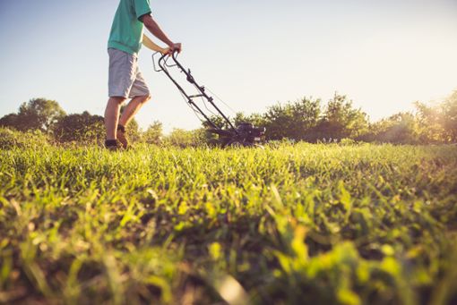 Vorschaubild zum Artikel Wie lange darf man Rasen mähen?
