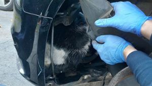 Feuerwehr rettet Katze - und zerlegt dafür Auto