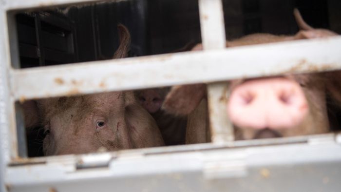 Tiertransport mit knapp 180 Schweinen stürzt um