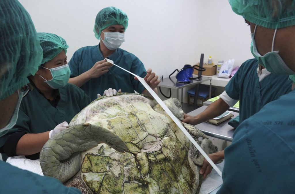 Die 25-jährige Schildkrötendame muss sich nach der Operationen erholen, bevor sie wieder zurück in den Teich darf.