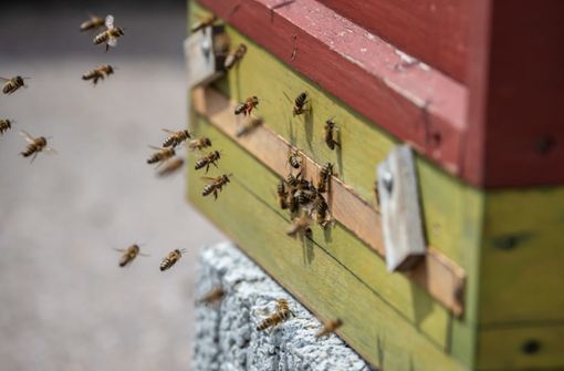 Das Bienenvolk eines Stocks am Bodensee ist von der  Amerikanischer Faulbrut betroffen. Foto: Lichtgut/Julian Rettig