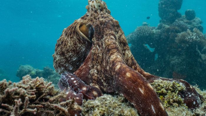 Disney und James Cameron laden ins Reich der Oktopusse ein