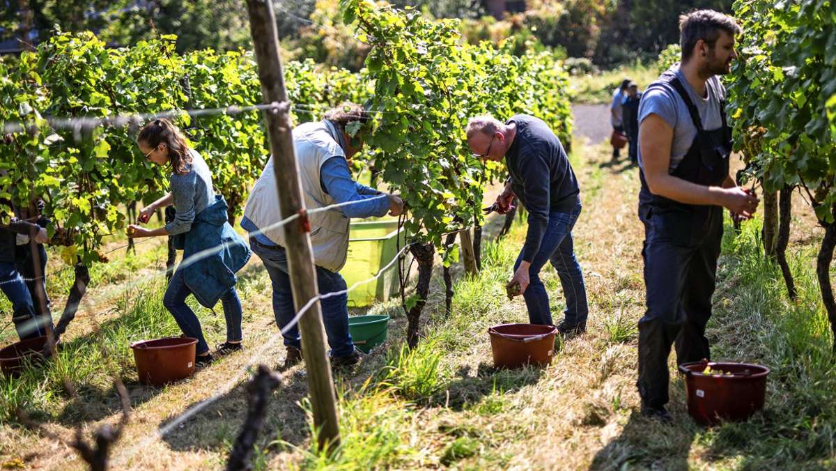 Pestizide im Weinbau: Naturschützer kämpft gegen Naturschutz