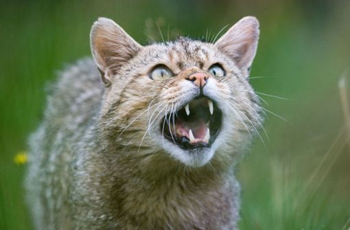 Das Vorkommen der Wildkatze im Naturpark Stromberg stagniert. Die Tiere sind scheu und brauchen Schutzräume. Foto: dpa/Julian Stratenschulte