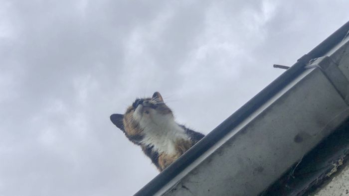 30-Jährige will Katze retten und stürzt durch Dach