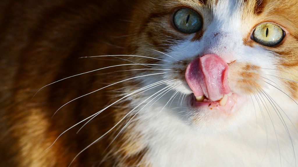 Tierrettung in Stuttgart: Zwei Katzen auf Balkon ausgesperrt