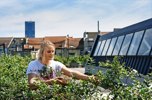 Professional urban gardening: vegetables, herbs and currants grow in large quantities on this surface.  Photo: Imago Images / Hans Lucas / Dennis Meyer via www.imago-images.de