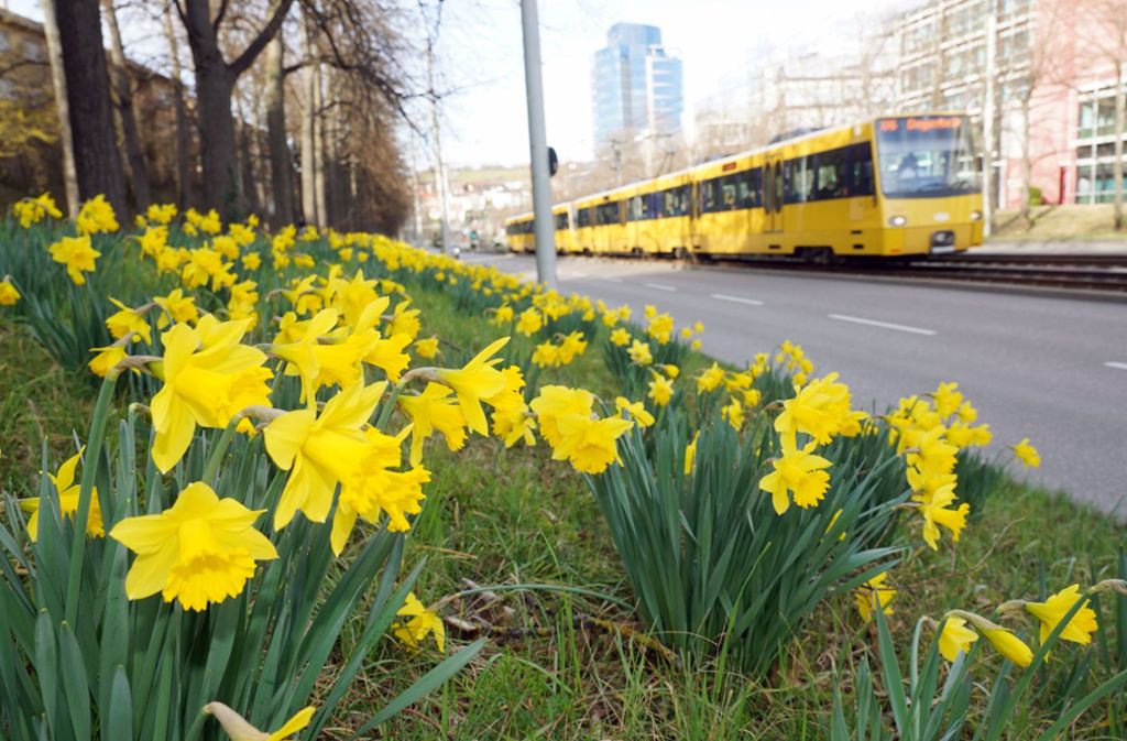 In Stuttgart blühen schon die ersten Frühlingsboten.