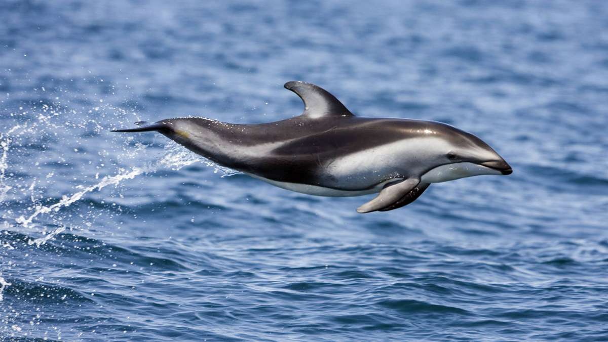 Wie weit schwimmen Delfine?