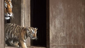 Ein Tigerbaby spaziert mit seiner Mutter „Hanya“ zum ersten Mal in die Außenanlage des Kölner Zoos. „Jegor“, „Mila“ und „Finja“ heißen die drei Sibirischen Tigerjungtiere, die inzwischen drei Monate alt sind. Foto: dpa