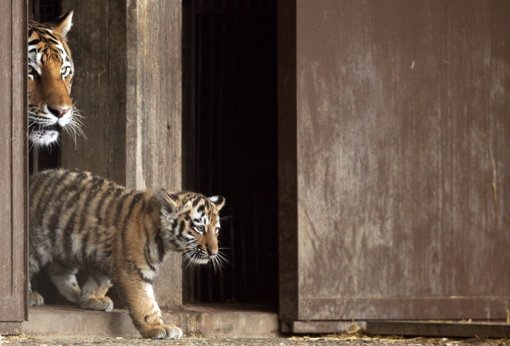 Ein Tigerbaby spaziert mit seiner Mutter „Hanya“ zum ersten Mal in die Außenanlage des Kölner Zoos. „Jegor“, „Mila“ und „Finja“ heißen die drei Sibirischen Tigerjungtiere, die inzwischen drei Monate alt sind. Foto: dpa