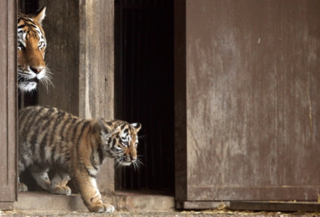 Ein Tigerbaby spaziert mit seiner Mutter „Hanya“ zum ersten Mal in die Außenanlage des Kölner Zoos. „Jegor“, „Mila“ und „Finja“ heißen die drei Sibirischen Tigerjungtiere, die inzwischen drei Monate alt sind.