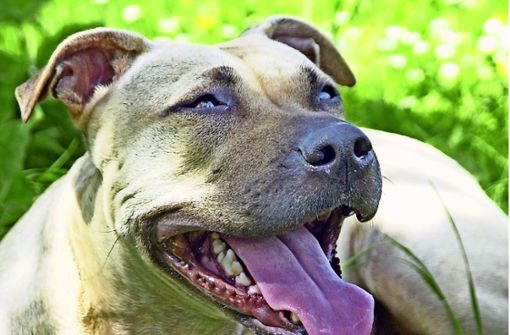 Der American Staffordshire Terrier ist als Kampfhund eingestuft. Foto: dpa/Peter Förster