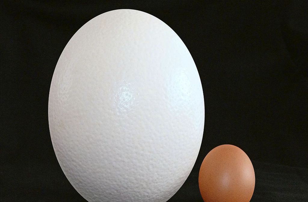 Welches Ei kommt neben dem Hühnerei (rechts) ganz groß raus?