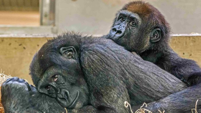 Wilhelma-Gorillas erkunden Zoo in Dublin