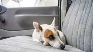 Hund bei brütender Hitze in Wohnmobil eingesperrt