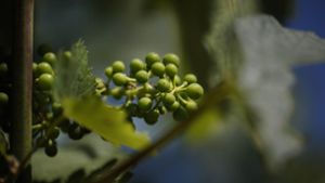 Nur wenn wie hier  Trauben gewachsen sind, kann die Weinrebe Ertrag bringen – egal wie grün der Rest der Pflanze wuchert. Foto: Gottfried Stoppel