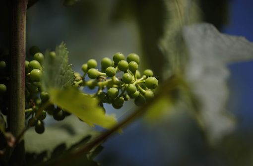 Nur wenn wie hier  Trauben gewachsen sind, kann die Weinrebe Ertrag bringen – egal wie grün der Rest der Pflanze wuchert. Foto: Gottfried Stoppel