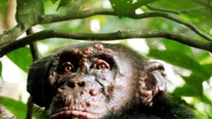 In einem Nationalpark in Guinea-Bissau haben sich Schimpansen mit Lepra infiziert. Foto: Taï Chimpanzee Project