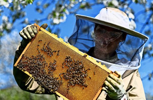 Das Argument der Stadt: Honigbienen nehmen den Wildbienen den Blütenstaub weg, Foto: dpa