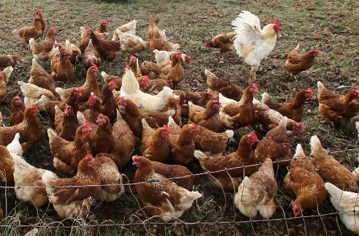 Die Freilandhühner müssen im Statt bleiben – ihre Eier dürfen aber trotzdem als Freilandeier verkauft werden. Foto: dpa