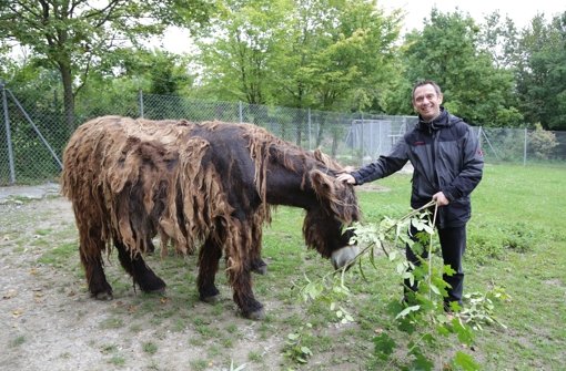 Wilhelma-Direktor Thomas Kölpin mit einer der Poitou-Eselstuten. Foto: Patricia Sigerist
