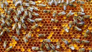 Auch die Honigbiene leidet stark unter Pflanzenschutzmitteln. Foto: dpa