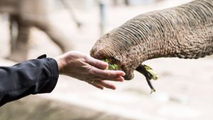 Abgemagerte Elefantenkuh aus Osteuropa gerettet