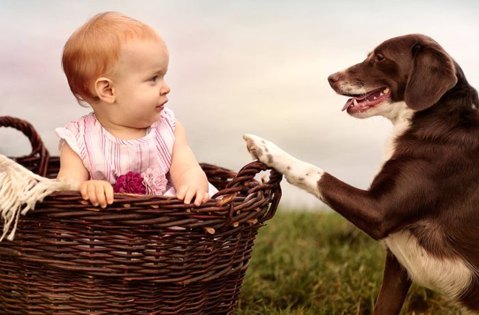 Baby und Hund: Wie man Hunde an Kinder gewöhnen kann