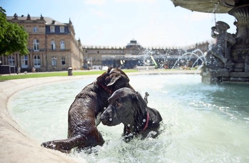 Die Springbrunnen am Schlossplatz bieten manchem Vierbeiner an den so genannten  Hundstagen im Sommer willkommene Abkühlung. Foto: dpa