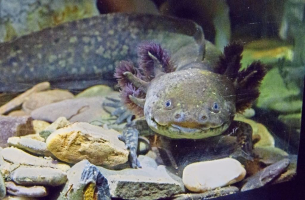 Zu den Bewohnern des Nymphaea  gehört auch der Schwanzlurch Axolotl. Foto: Christian Hass
