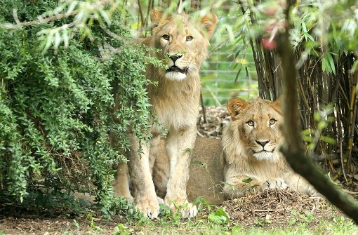 Die Löwen-Männchen Motshegetsi (links) und Majo schauen aus einem Gebüsch im Außengehege der Löwensavanne im Zoo Leipzig (Archivfoto). Am Morgen waren die beiden Löwen aus ihrem Gehege ausgebrochen. Foto: dpa-Zentralbild