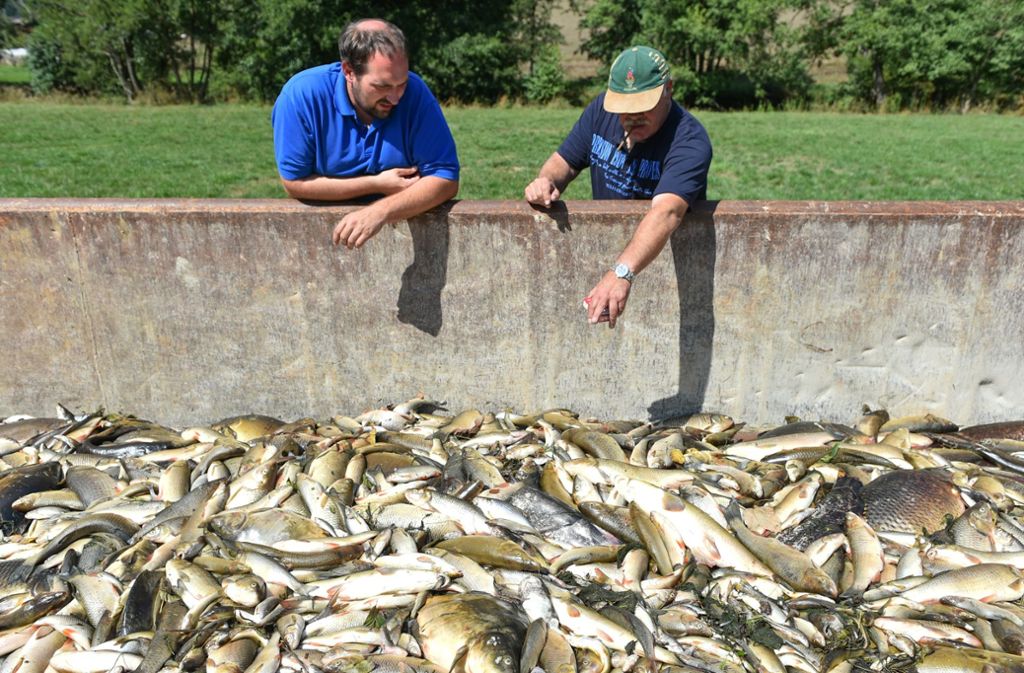 Nach dem Mühlenbrand im Sommer 2015 sind die Fische in der Jagst tonnenweise verendet. Der Bestand hat sich bis heute nicht erholt. Foto: dpa