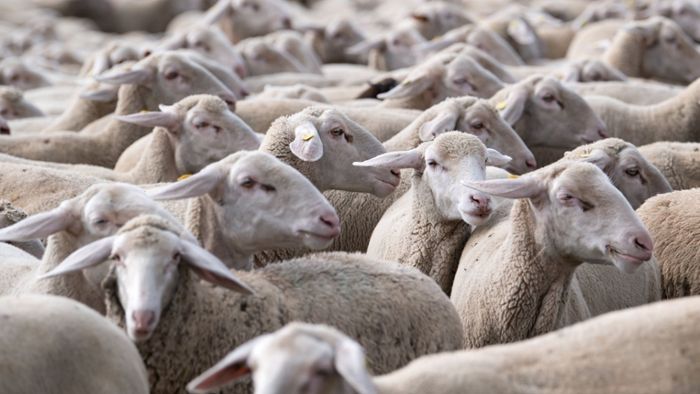 200 Schafe verstopfen Autobahn