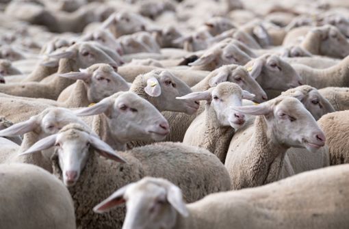 Schafe haben den Verkehr auf der Autobahn 7 bei Northeim zum Erliegen gebracht. Foto: dpa