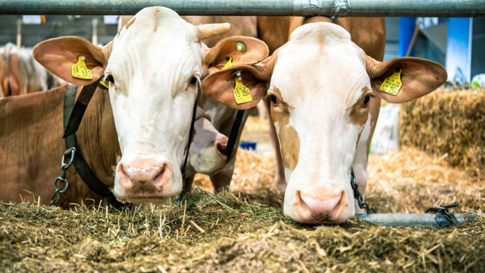 Schwere Mängel auf Rinderhof festgestellt – Sechs Tiere eingeschläfert