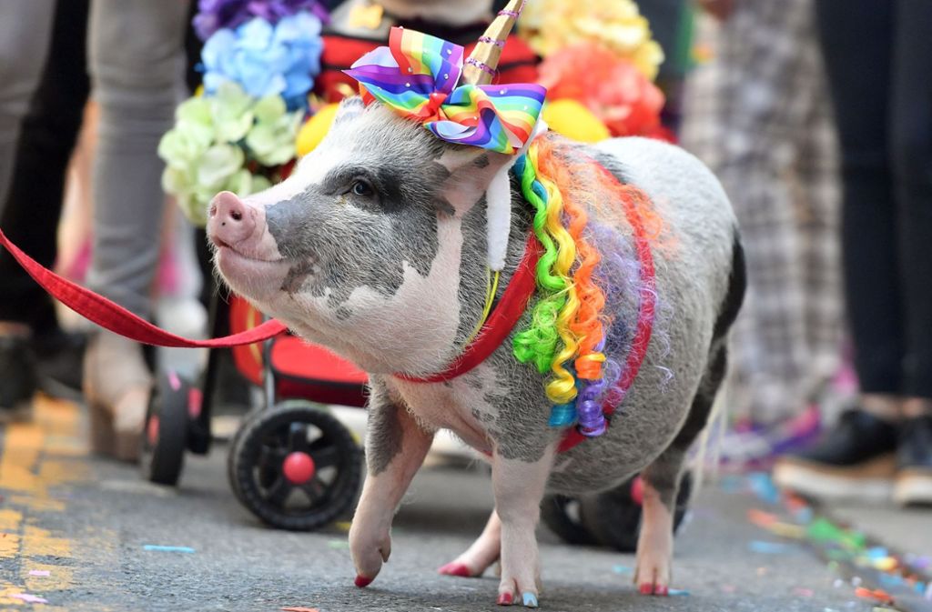 San Francisco: Sogar ein Ferkel trägt die Regenbogenfarben. Für die Pride Parade wurden sogar seine Pfoten lackiert.