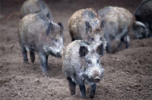 Zwei Wildschweine sind bei einem Unfall auf der A5 getötet worden. Foto: dpa/Ralf Hirschberger