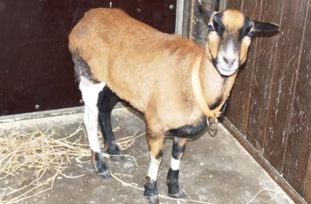 Wer kennt dieses Schaf - oder seinen Besitzer? Foto: Tierheim Stuttgart