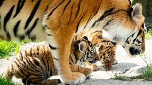 Tiger-Mutter Alexa mit ihrem nachwuchs im Zoo von Hannover. Foto: dpa