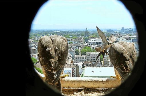 Ein Altvogel will mit einem erbeuteten Mauersegler zwei voll befiederte Jungvögel aus dem Horst im Kirchturm locken – nach dem Motto: „Es ist Zeit, flügge zu werden.“ Foto: Rietschel