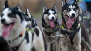 Noch ist der Tod von zwölf Schlittenhunden, die auf einem Grundstück in Dobel ausgegraben wurden, nicht aufgeklärt (Symbolbild). Foto: dpa/Monika Skolimowska