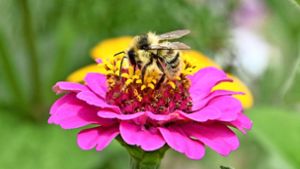 Wer das Bienensterben erforschen will, muss erst einmal die Bienen zählen. Foto: Alexandra Kratz
