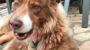 Hund Adonis nach der Attacke: Der Australien Sheperd von Familie Ilitsch ist am Montag in Weilstetten von einem Kangal übel zugerichtet worden. Foto: Privat